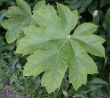 Tetrapanax papyrifer. Лист. Абхазия, Гагрский р-н, с. Лдзаа, частное подворье. 14.04.2024.