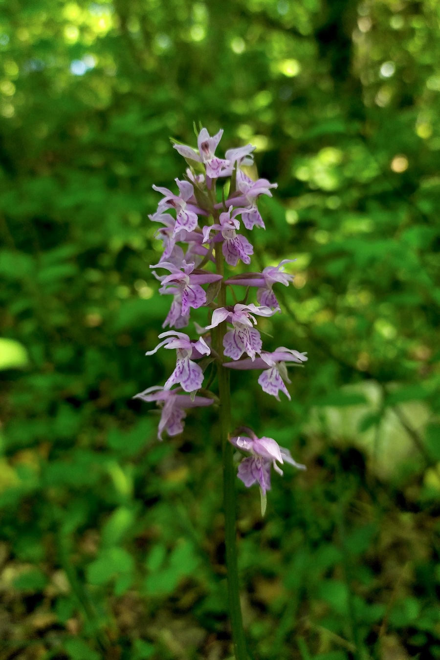 Изображение особи Dactylorhiza urvilleana.