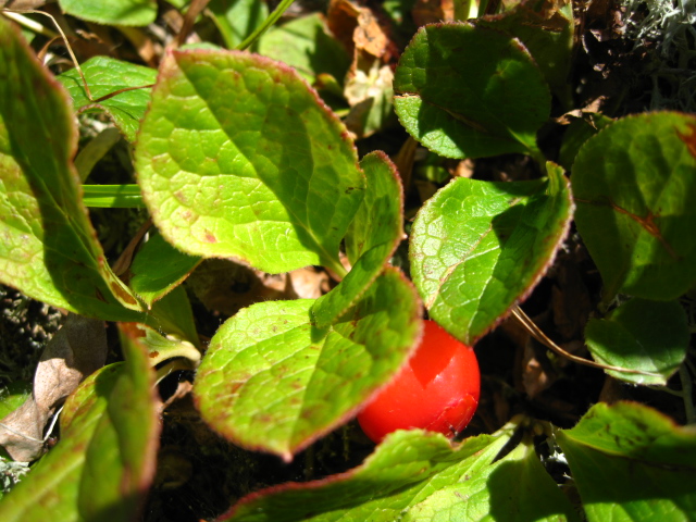 Image of Vaccinium praestans specimen.