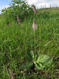 Plantago media