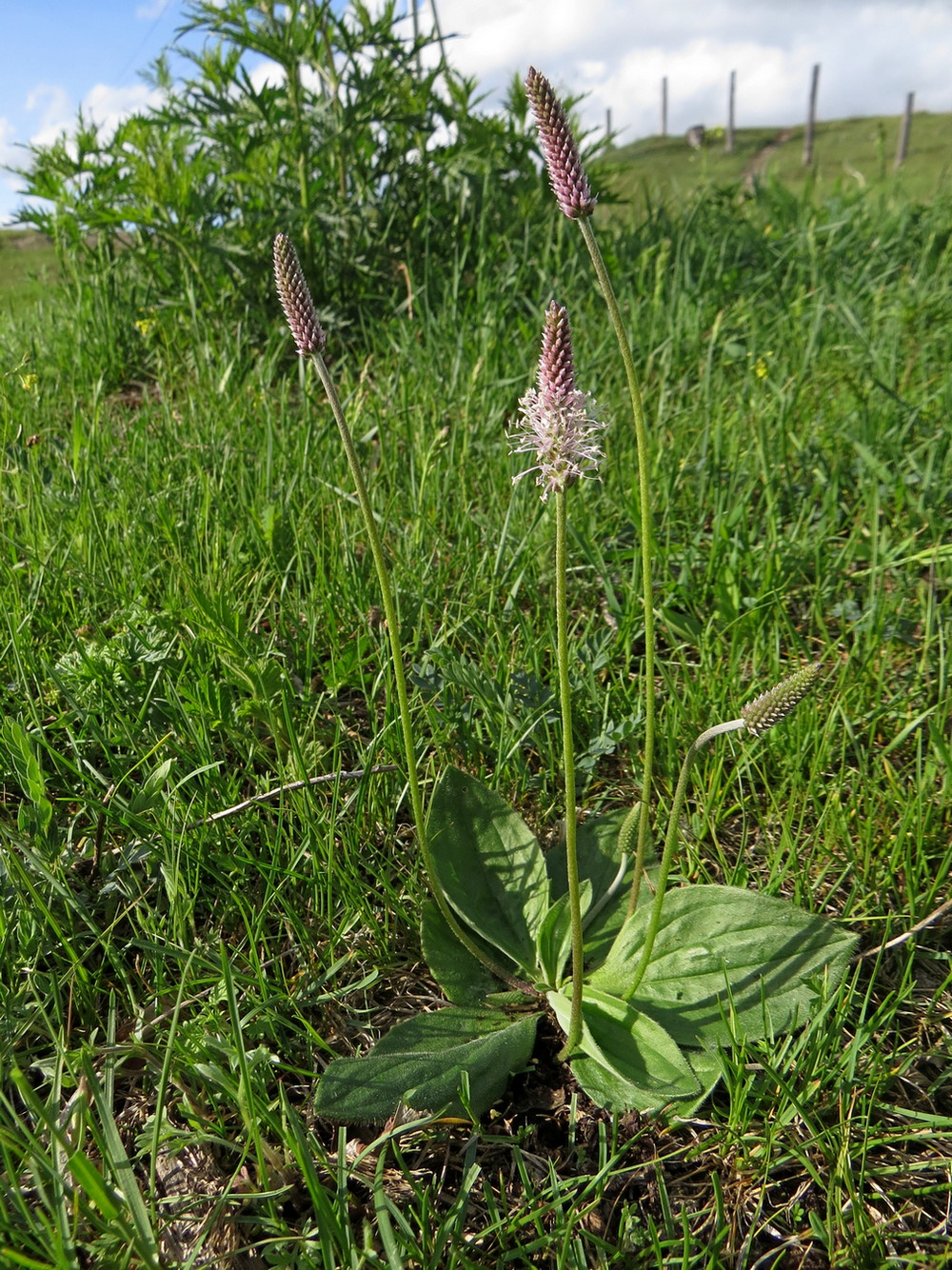 Image of Plantago media specimen.
