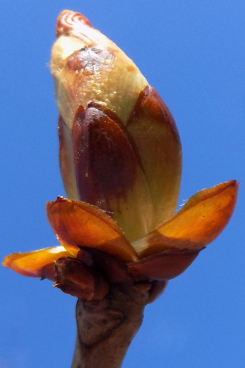 Image of Aesculus hippocastanum specimen.