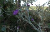 Cousinia platylepis