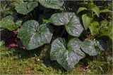 Cucurbita pepo. Листья. Московская обл., Раменский р-н, окр. дер. Хрипань, садовый участок. 25.07.2024.