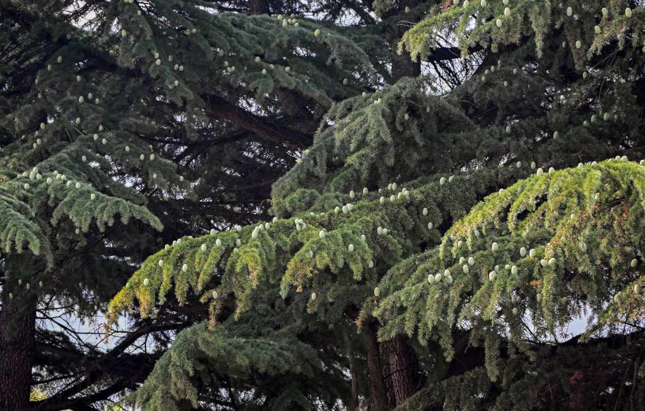 Image of Cedrus deodara specimen.