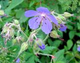 Geranium pratense. Соцветие. Москва, берег р. Сходня. 10.07.2008.