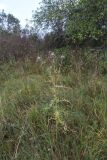 Cirsium polonicum