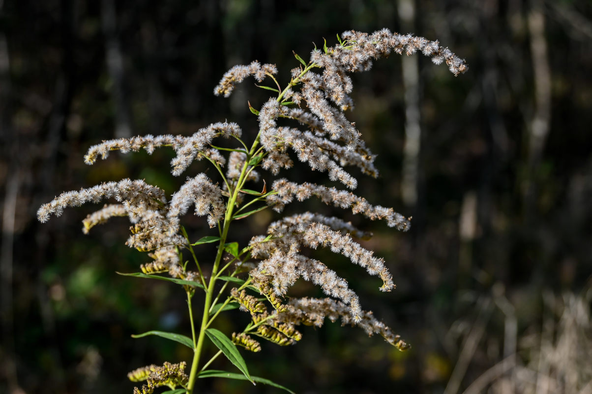 Изображение особи Solidago canadensis.