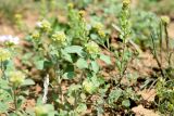 Alyssum dasycarpum