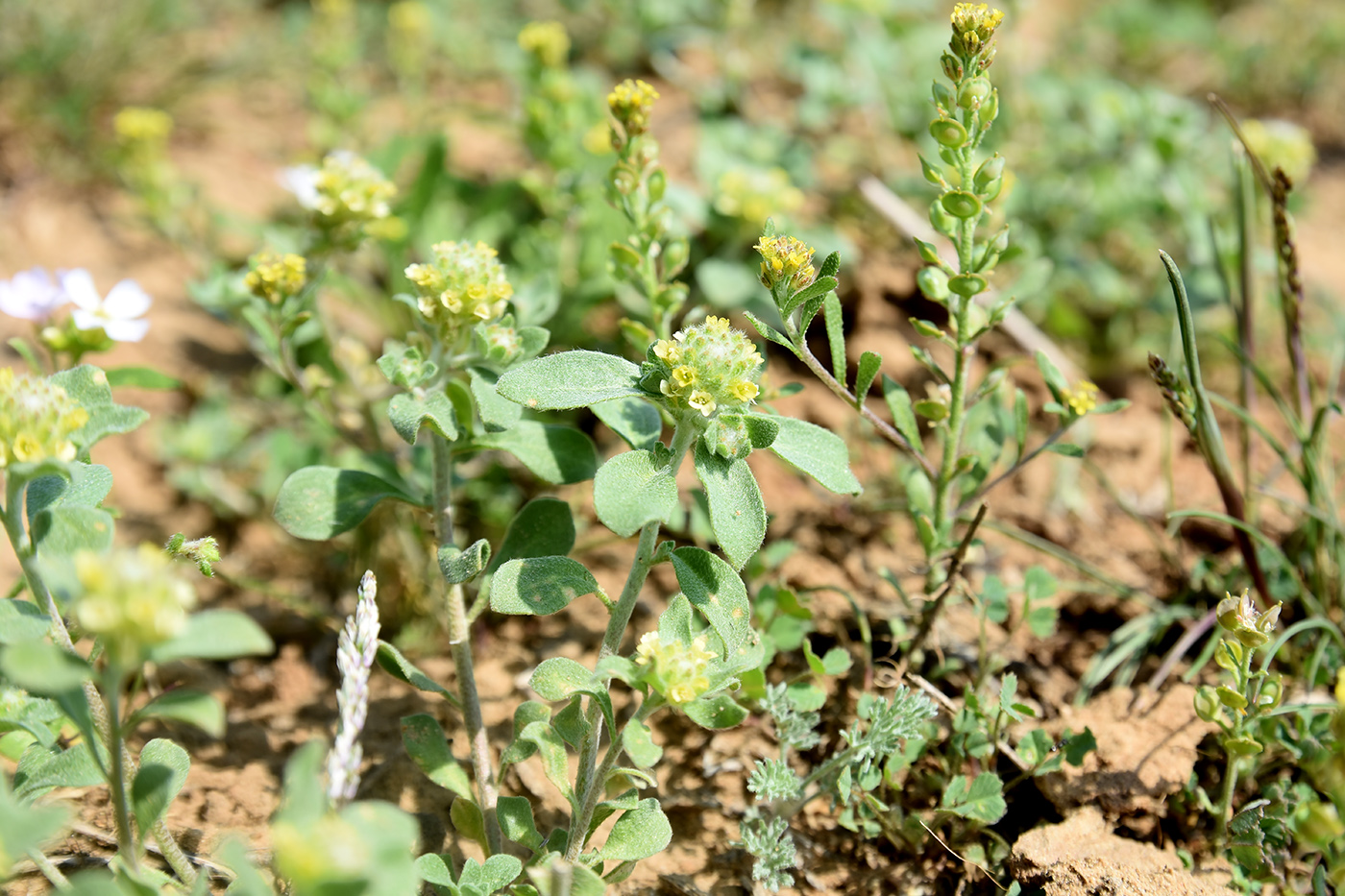 Image of Alyssum dasycarpum specimen.