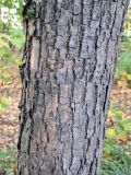 Tilia japonica