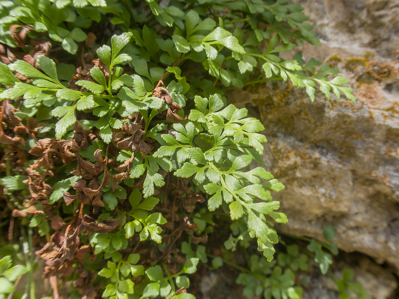 Image of Asplenium ruta-muraria specimen.