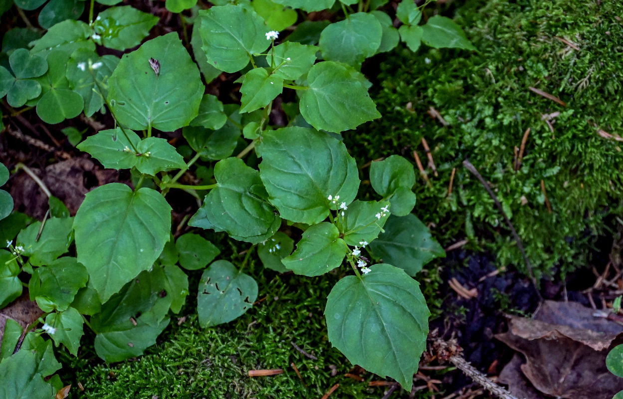 Image of Circaea alpina specimen.