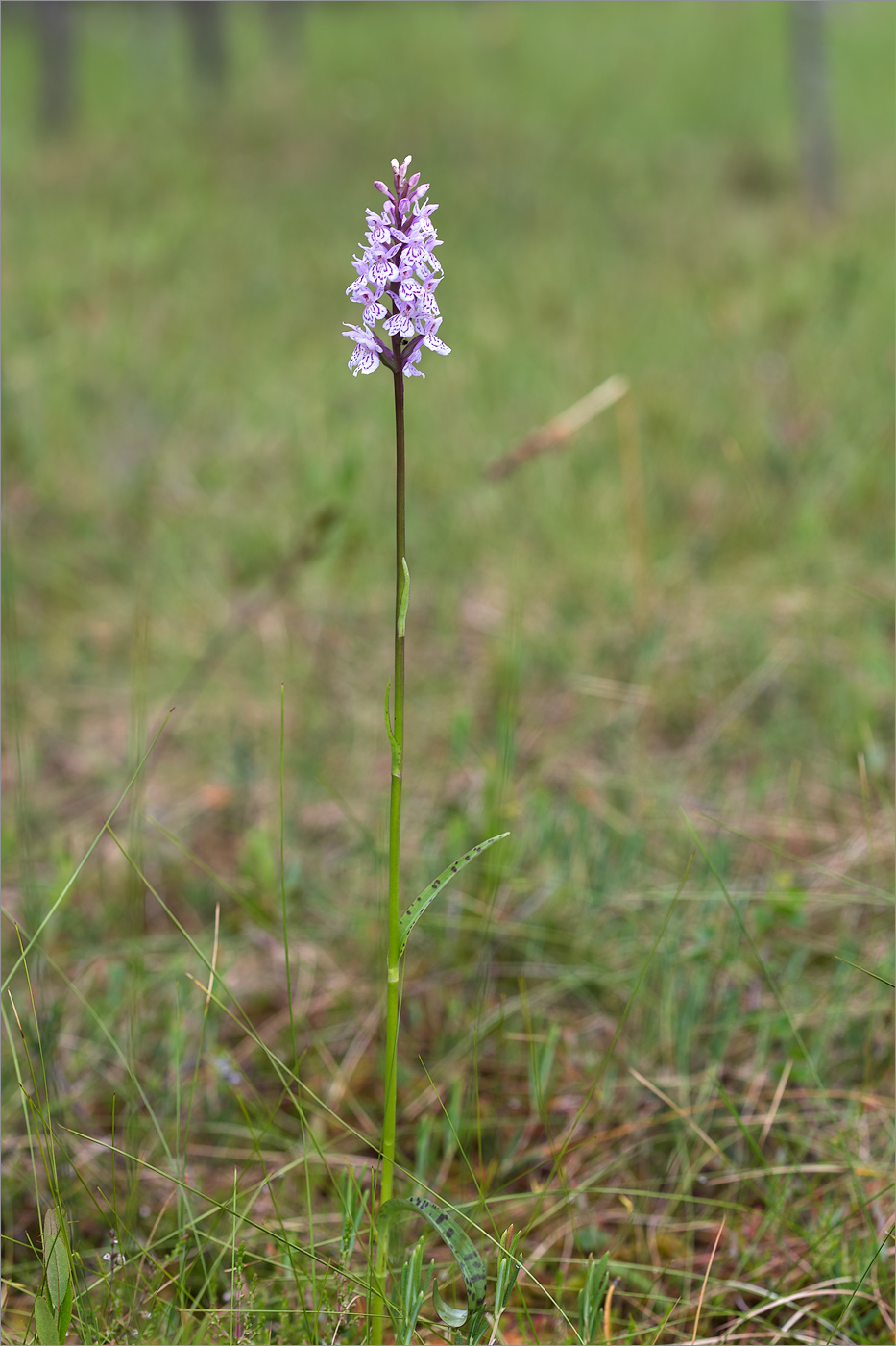 Изображение особи Dactylorhiza psychrophila.