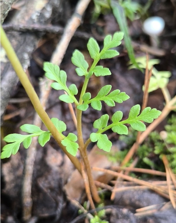 Изображение особи Botrychium multifidum.