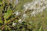Cimicifuga simplex