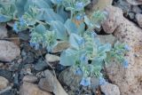 Mertensia maritima