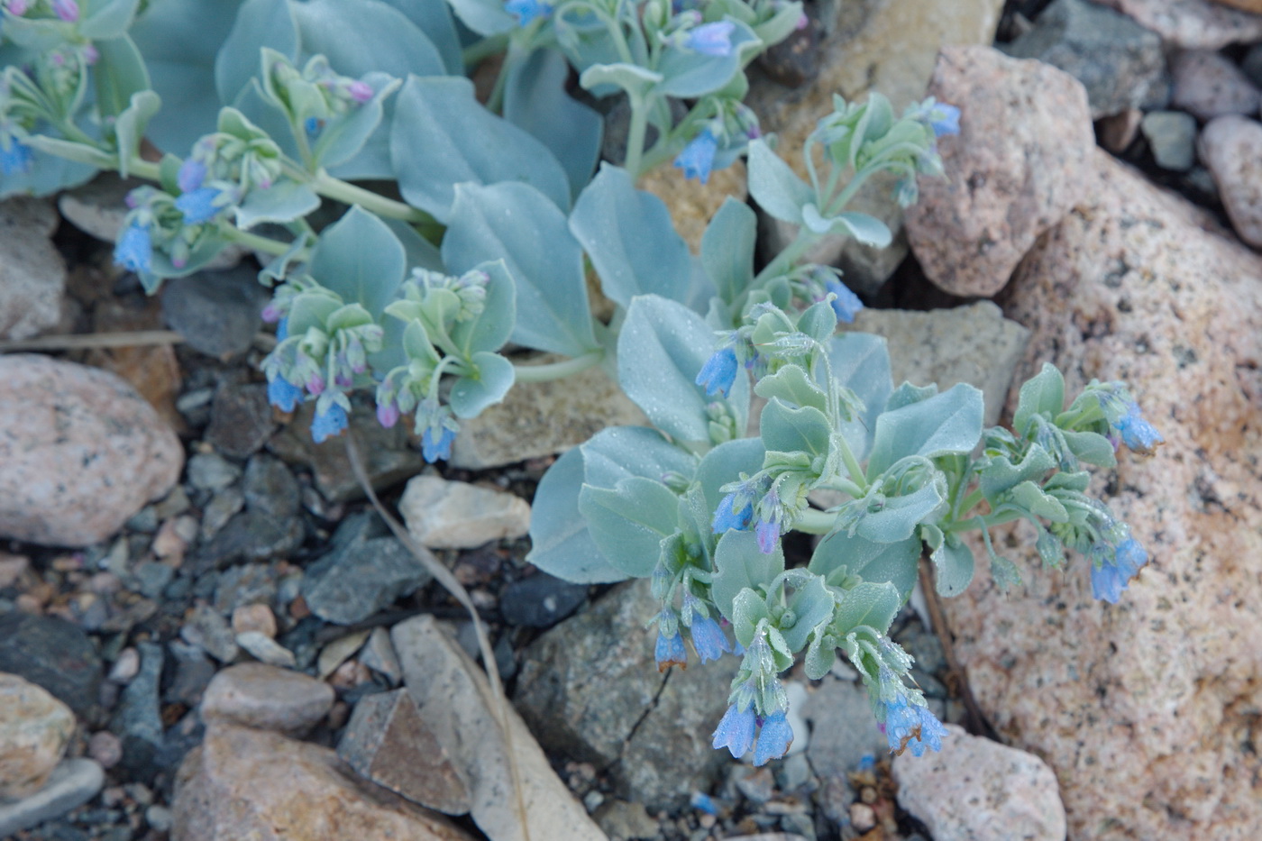 Изображение особи Mertensia maritima.