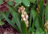 Hyacinthus orientalis. Развивающееся соцветие и листья. Московская обл., Раменский р-н, окр. дер. Хрипань, садовый участок. 22.04.2025.