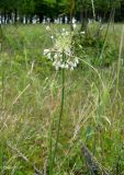 Allium podolicum. Верхушка цветущего растения. Республика Молдова, Рышканский р-н, окр. с. Хородиште. 15.07.2012.