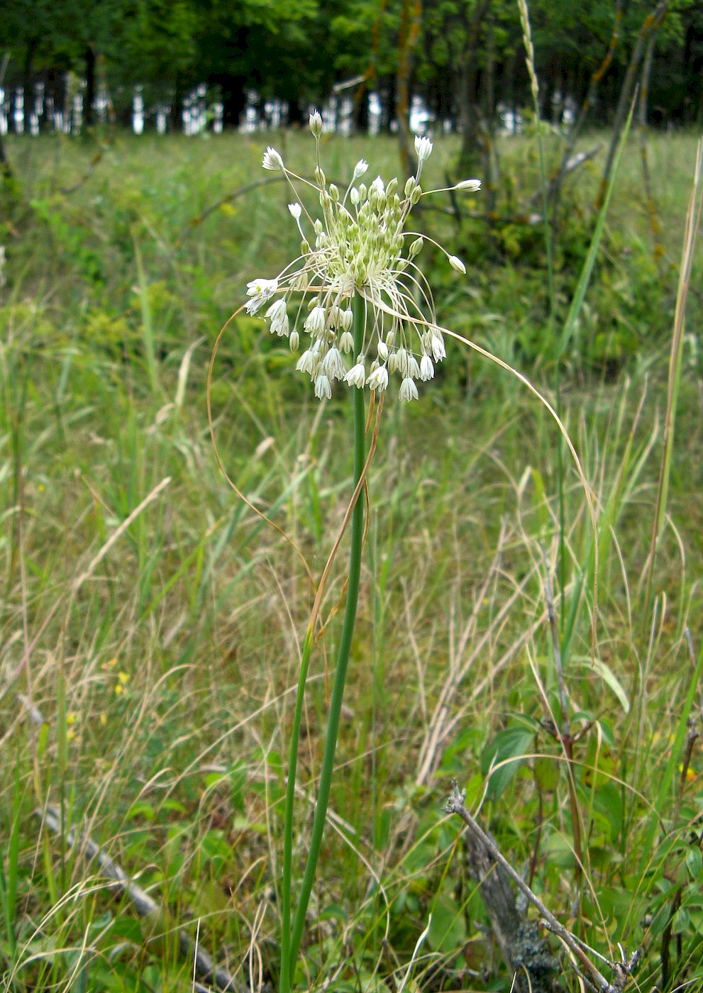 Image of Allium podolicum specimen.