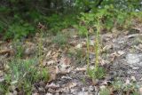 Ophrys mammosa