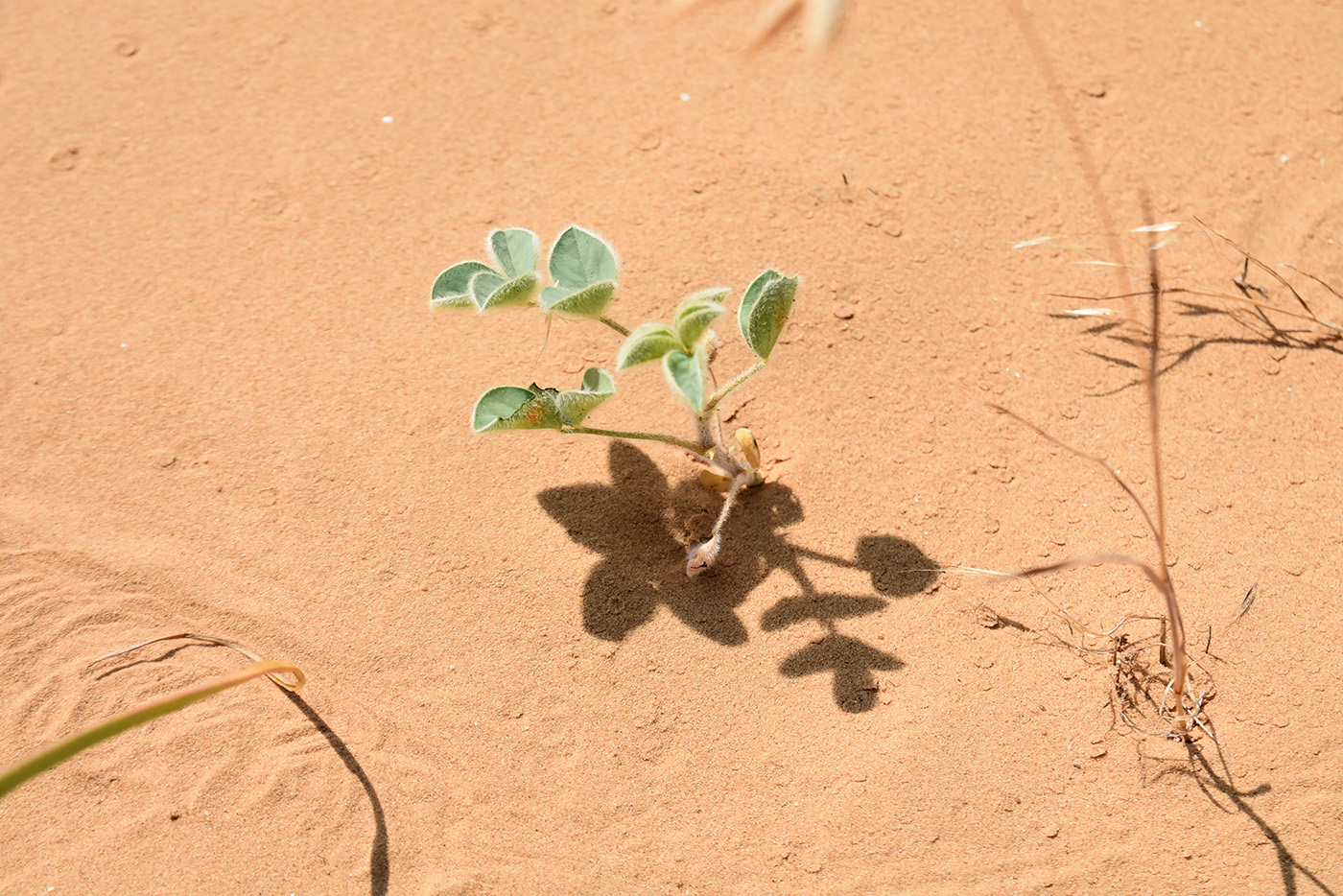 Image of Astragalus lehmannianus specimen.