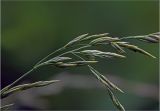 familia Poaceae. Часть соцветия. Московская обл., Раменский р-н, окр. дер. Хрипань, садовый участок. 11.06.2025.