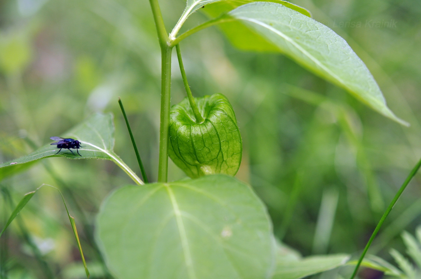 Image of Alkekengi officinarum var. franchetii specimen.