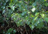 Hedera colchica