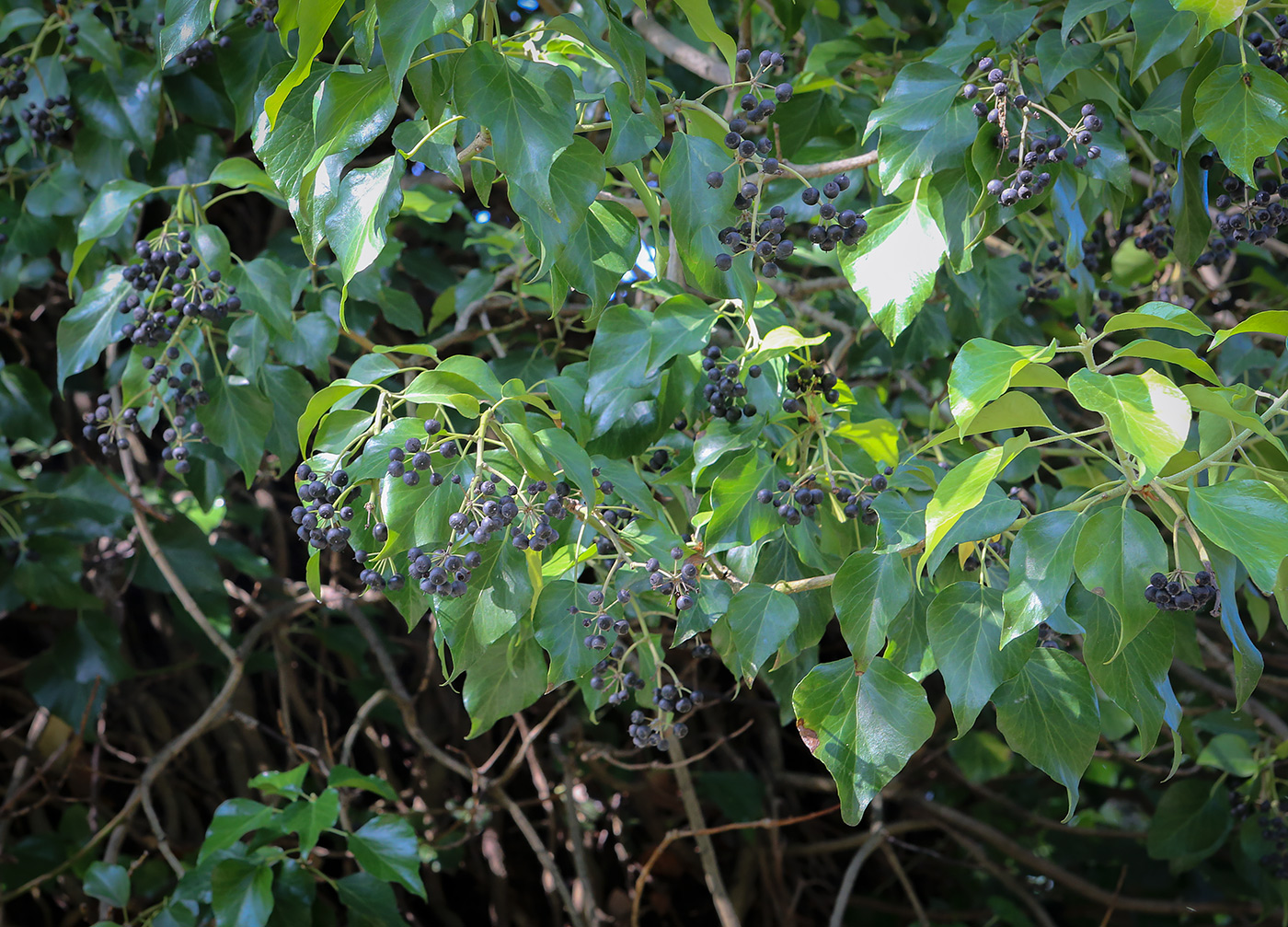Изображение особи Hedera colchica.