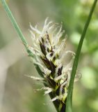 род Carex