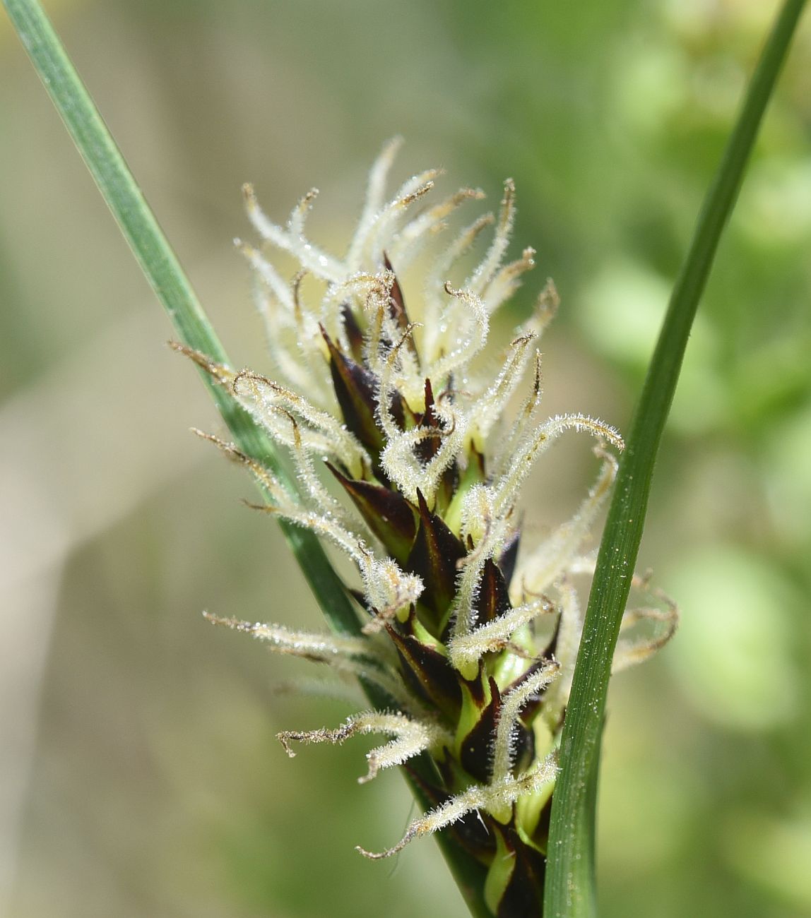 Изображение особи род Carex.