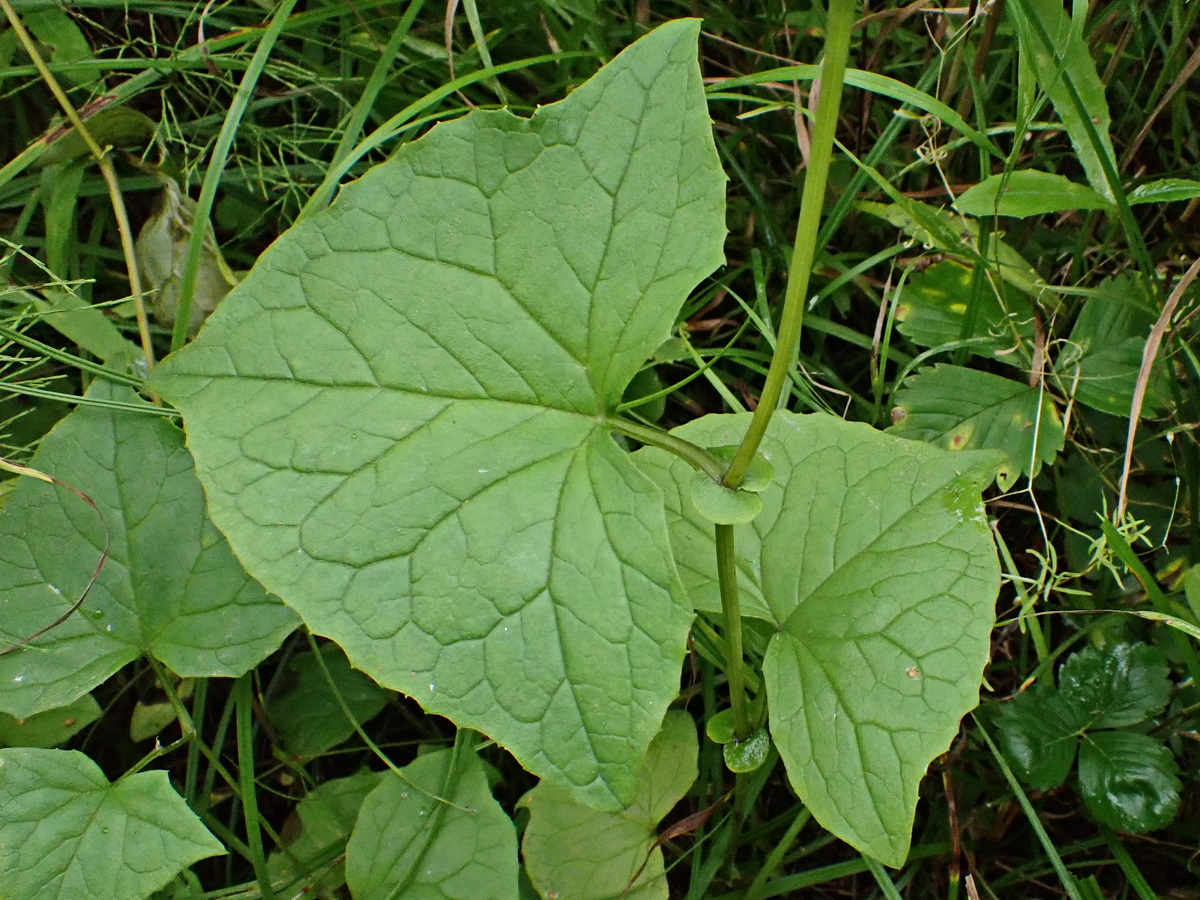 Изображение особи Parasenecio auriculatus.