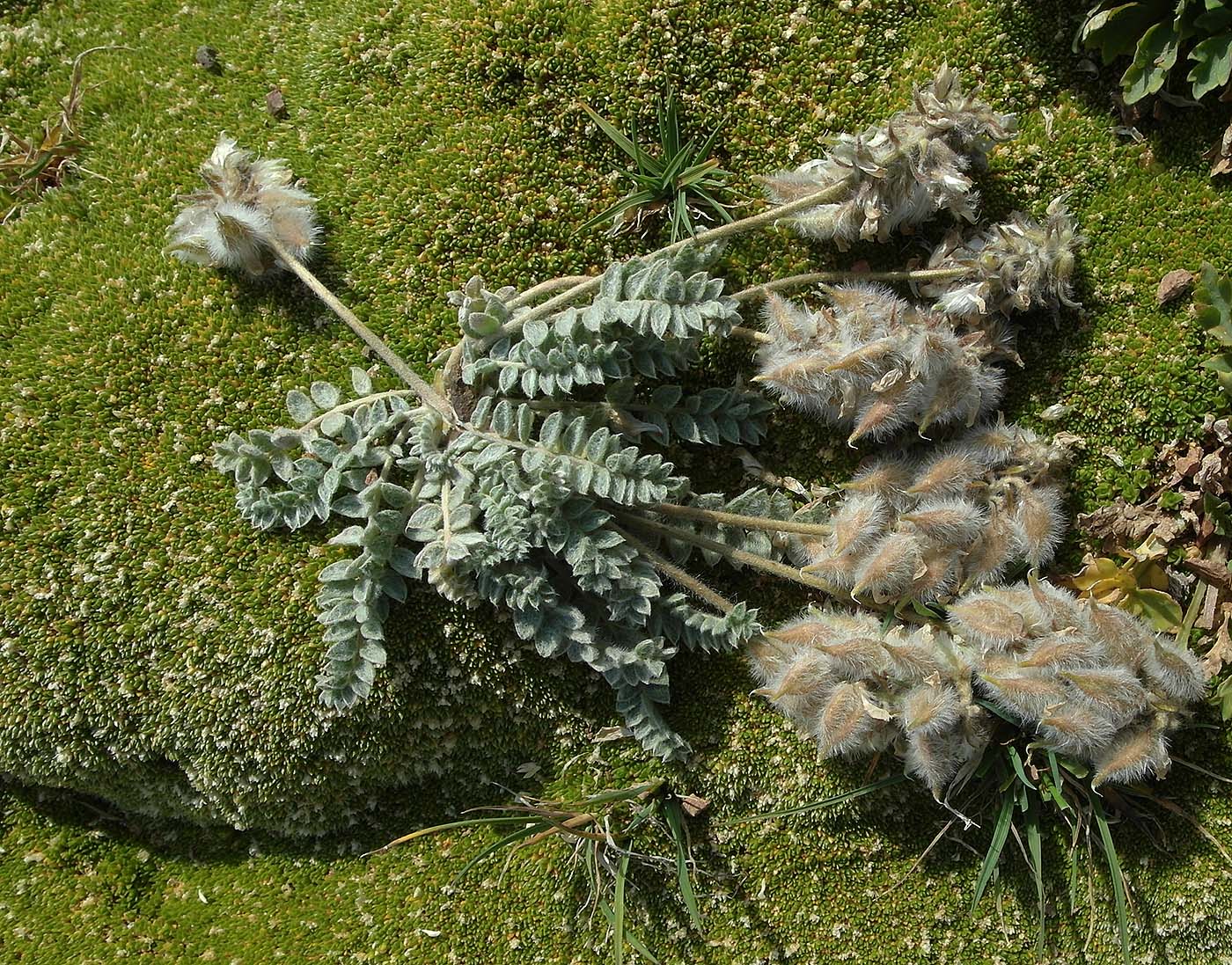 Изображение особи Oxytropis sewerzowii.