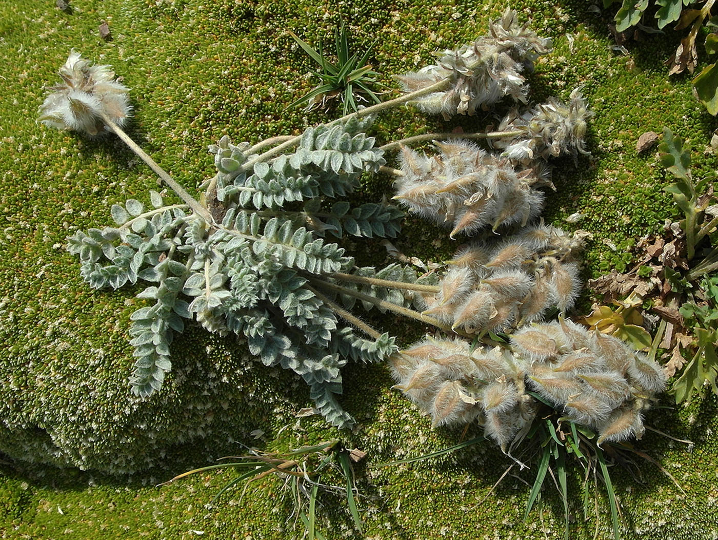 Изображение особи Oxytropis sewerzowii.