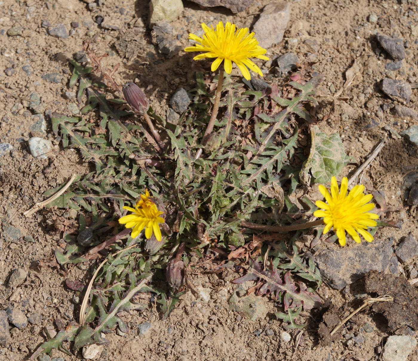 Изображение особи род Taraxacum.