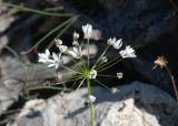 Allium subhirsutum. Соцветие. Турция, пров. Мугла, р-н Даламан, округ Капукаргын, п-ов Капыдаг, бухта Явансу (Yavansu Koyu), берег Средиземного моря, маквис. 05.05.2025.