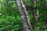 род Betula