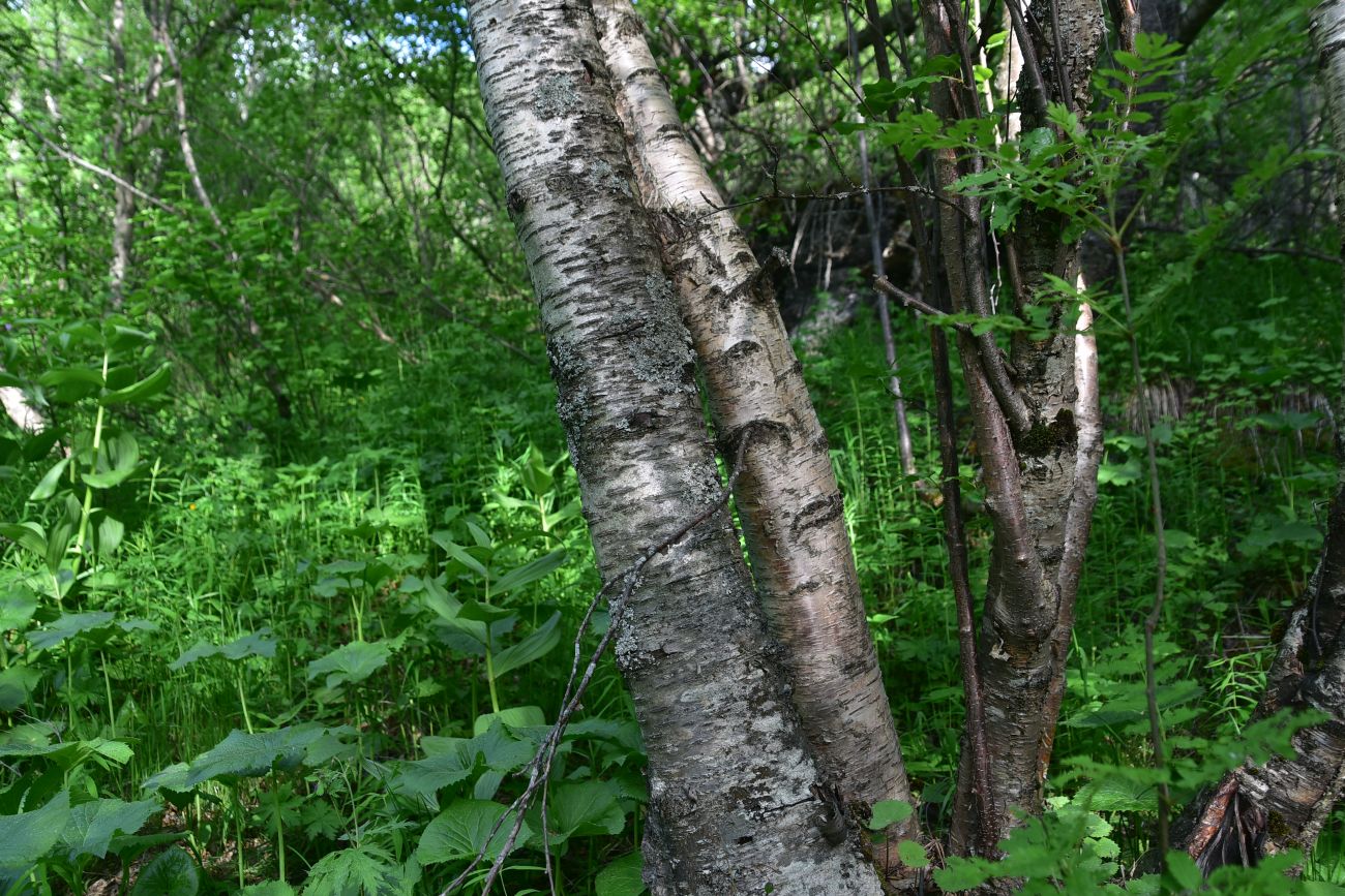Изображение особи род Betula.
