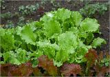 Lactuca sativa