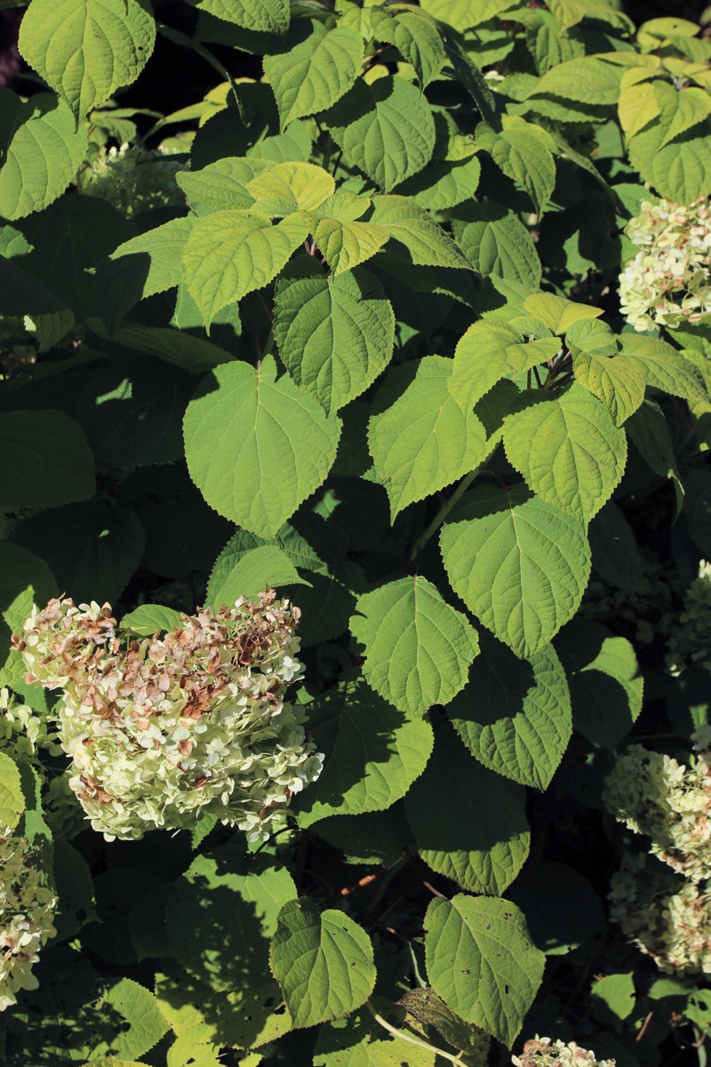 Изображение особи Hydrangea arborescens.