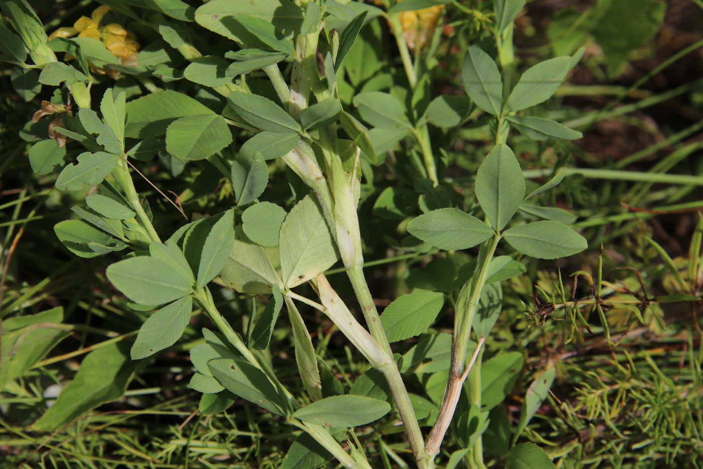 Image of Trifolium aureum specimen.