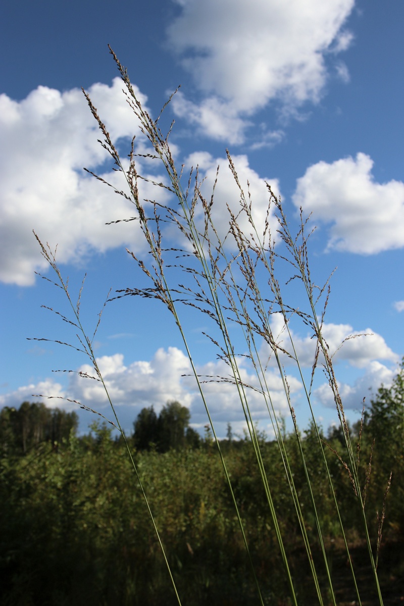 Изображение особи Molinia caerulea.
