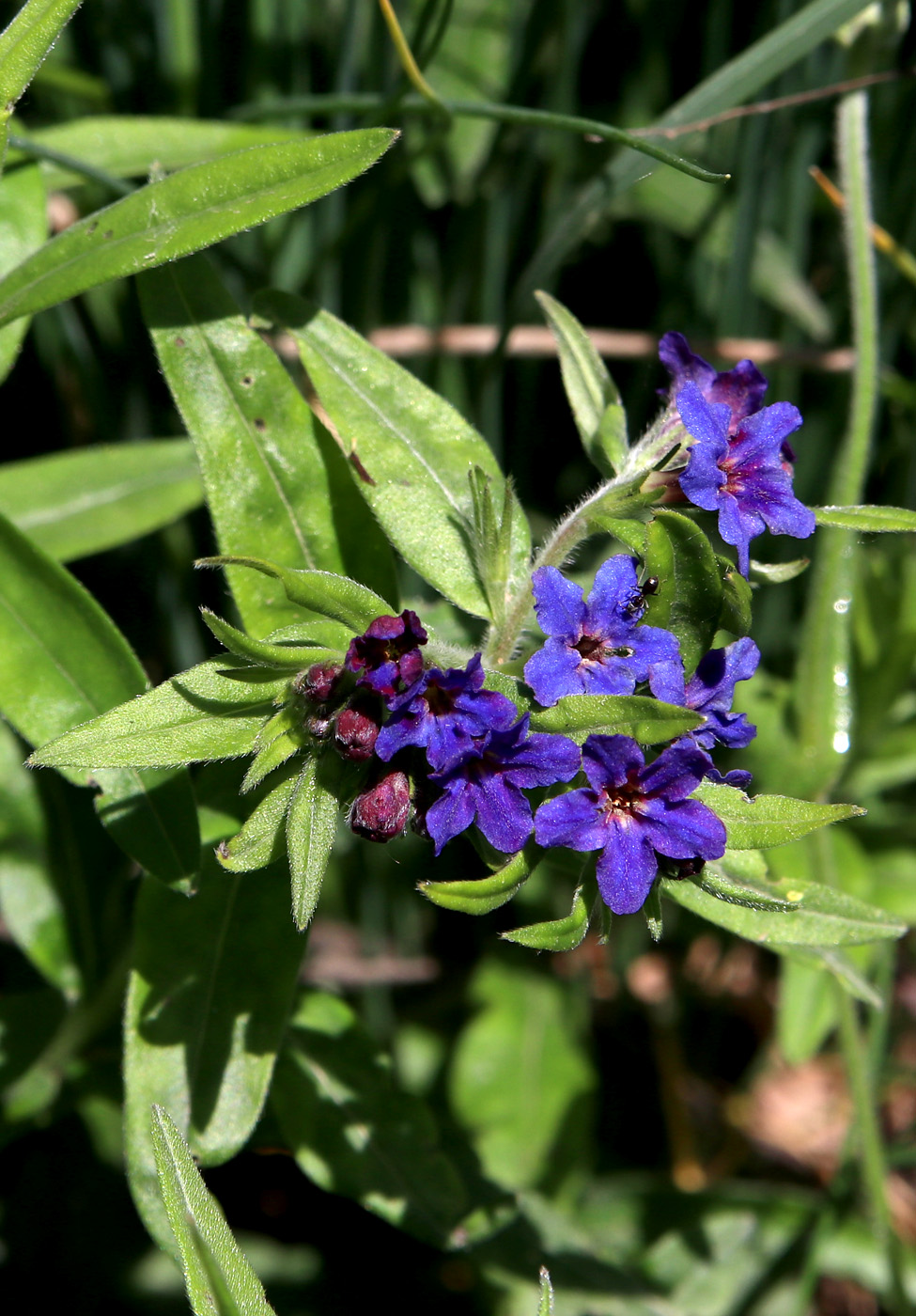 Изображение особи Aegonychon purpurocaeruleum.