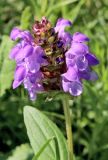 Prunella grandiflora