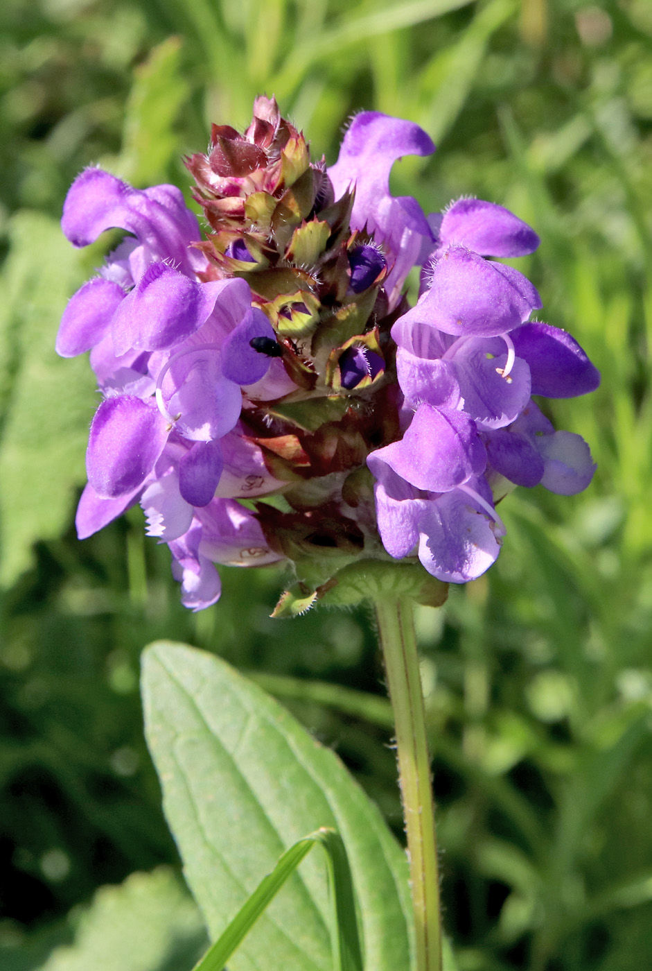 Изображение особи Prunella grandiflora.