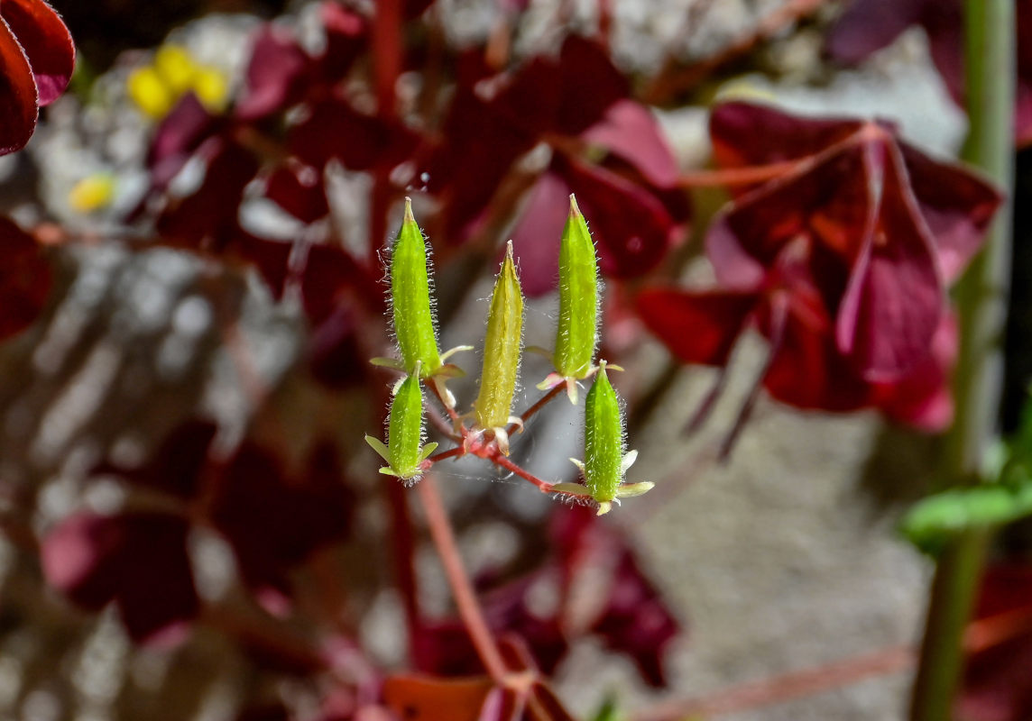 Image of Oxalis stricta specimen.