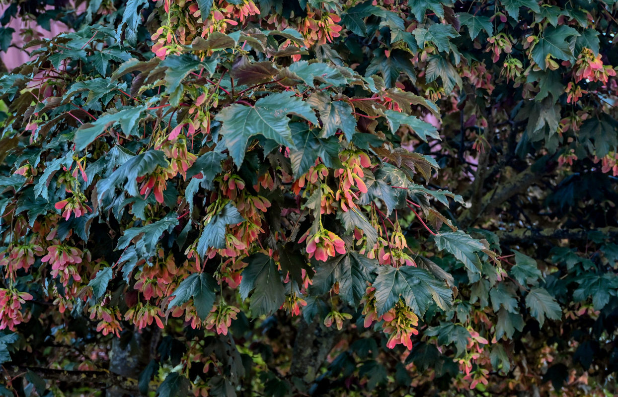 Image of Acer pseudoplatanus specimen.