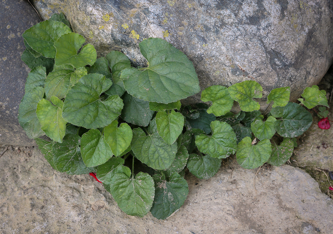 Image of genus Viola specimen.